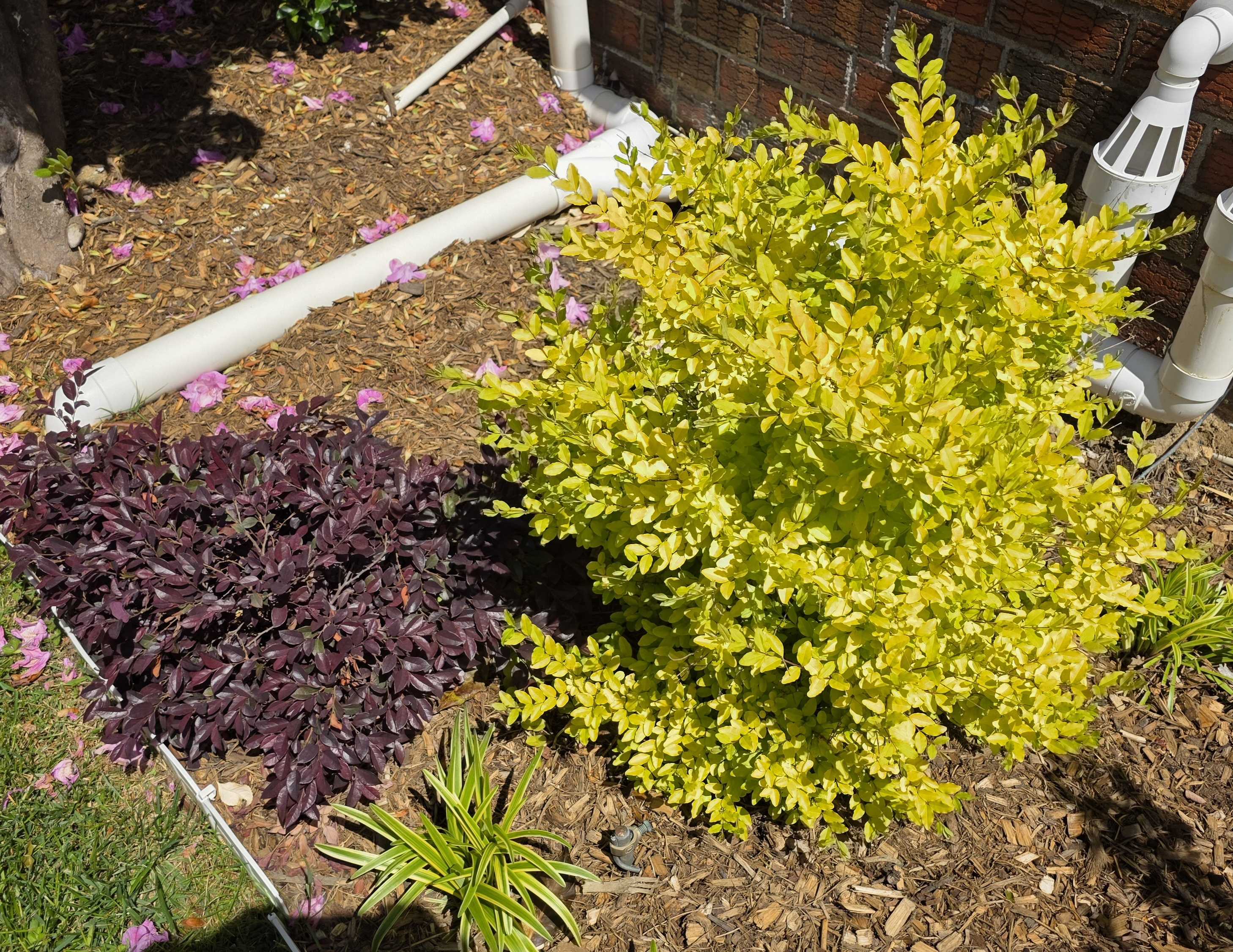 Sunshine ligustrum glowing beside purple loropetalum and young liriope