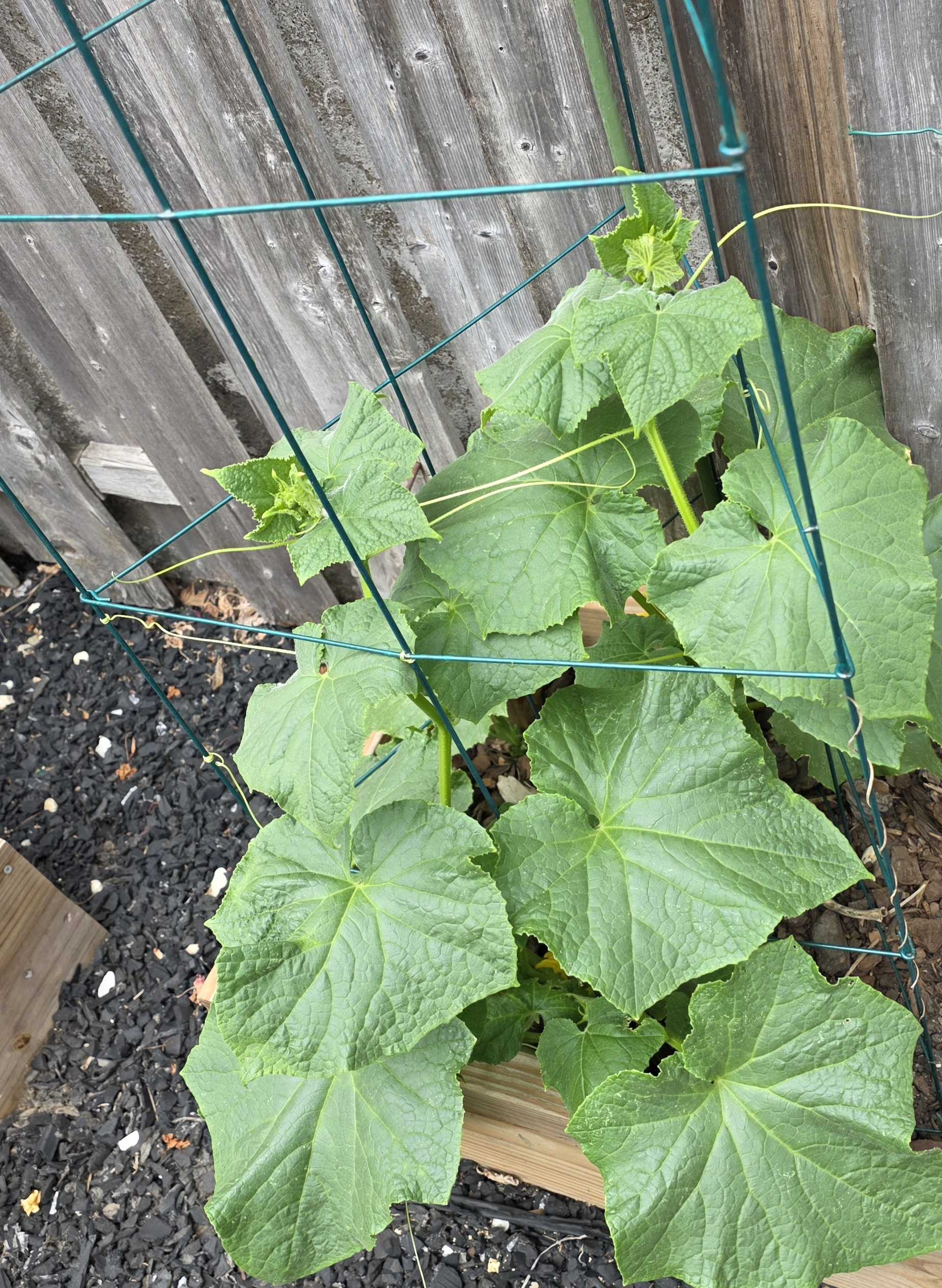 Cucumber vine climbing a green trellis in the vegetable bed