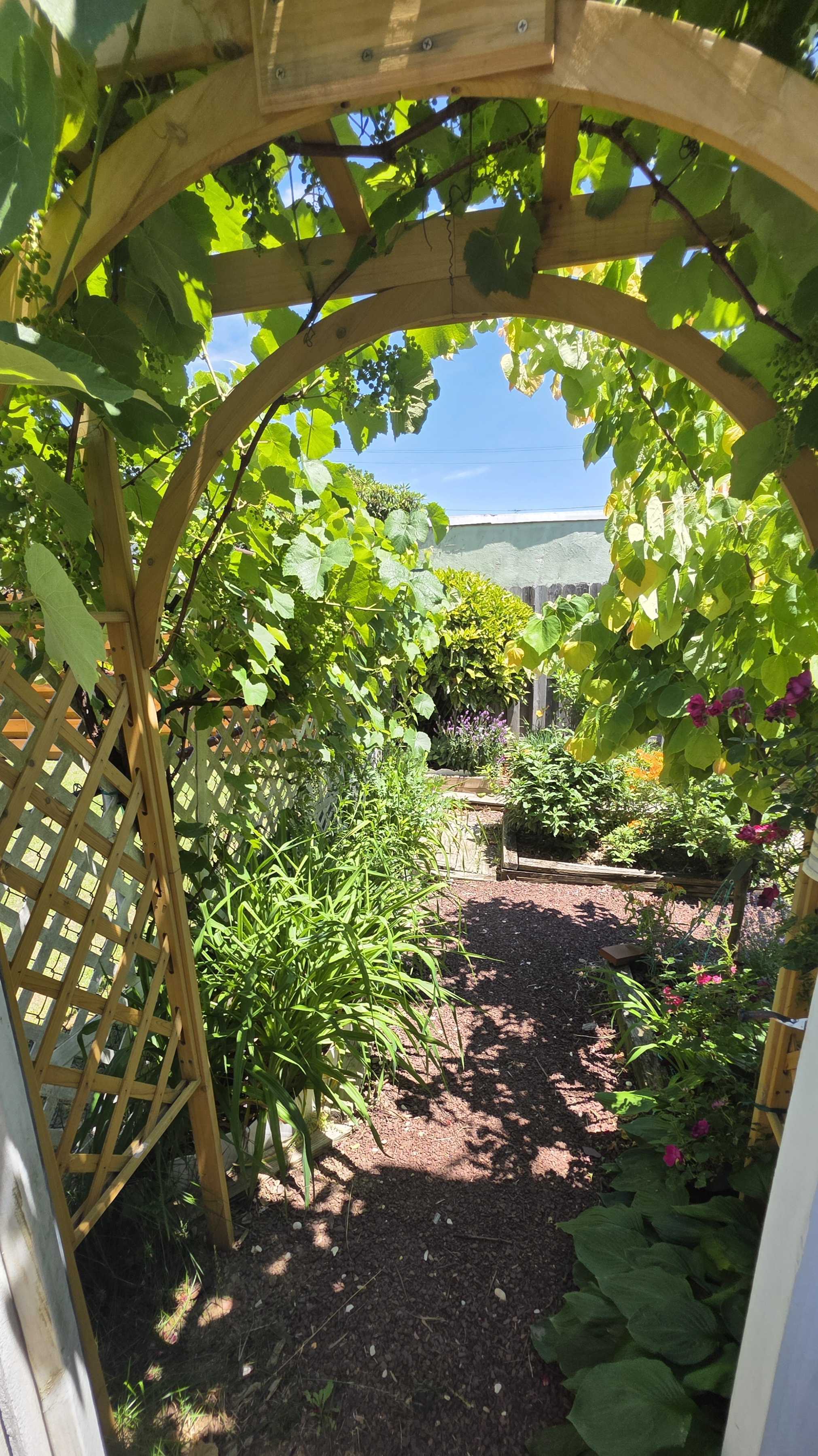 View through the grapevine-covered arbor into the June garden