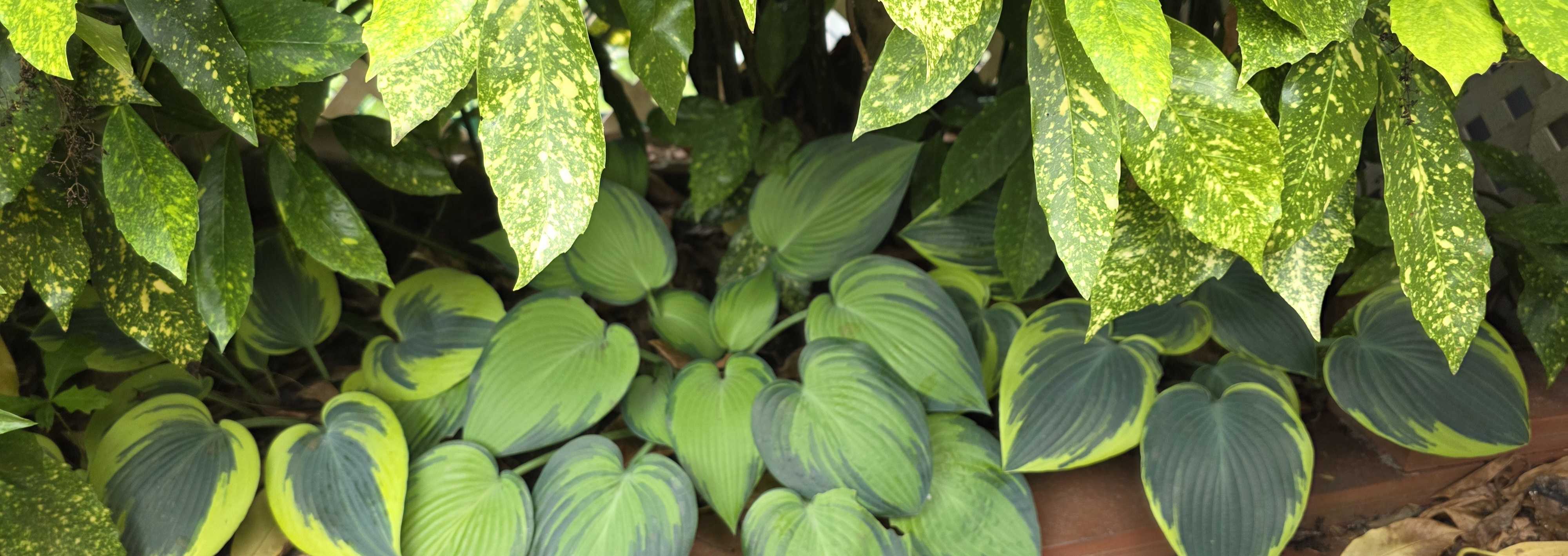 Hostas growing under Gold Dust aucuba in the shaded border