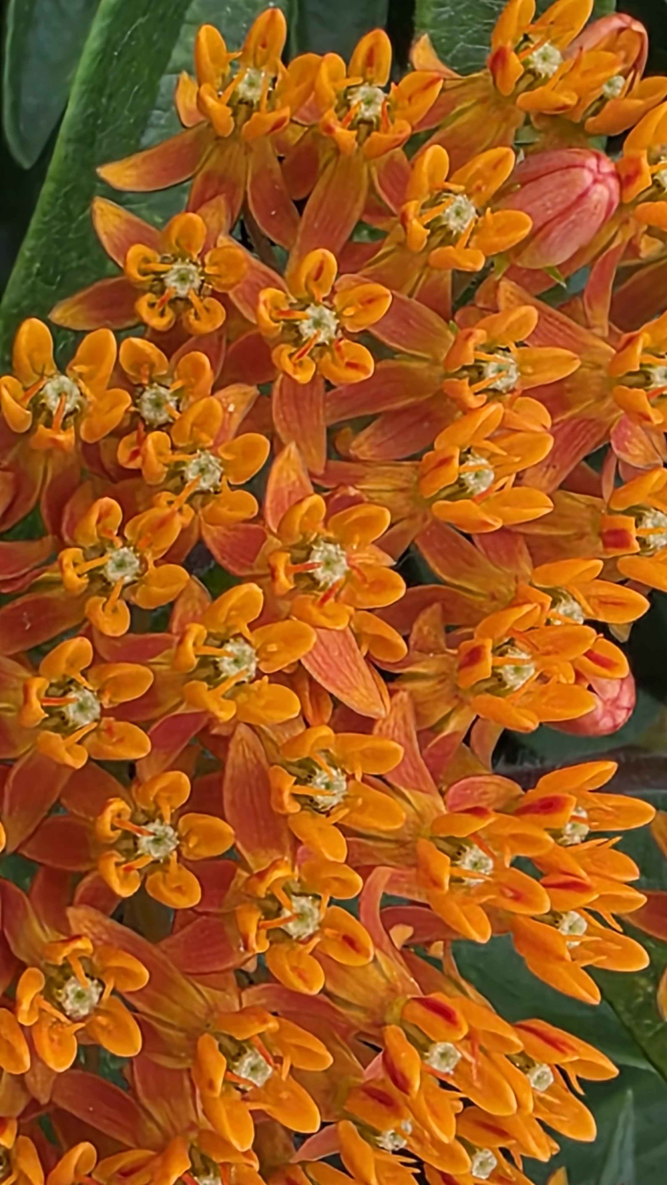Close view of orange milkweed flowers with orange petals and pale centers