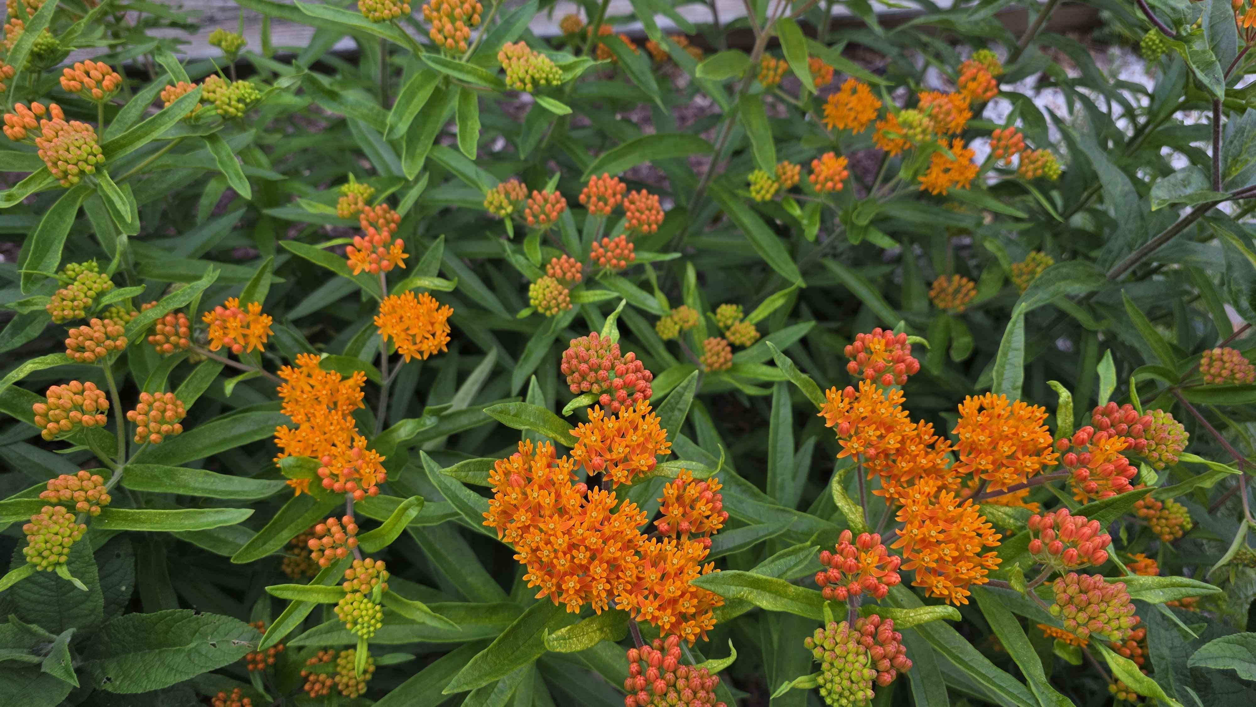 Orange milkweed blooming with many orange flower clusters and unopened buds