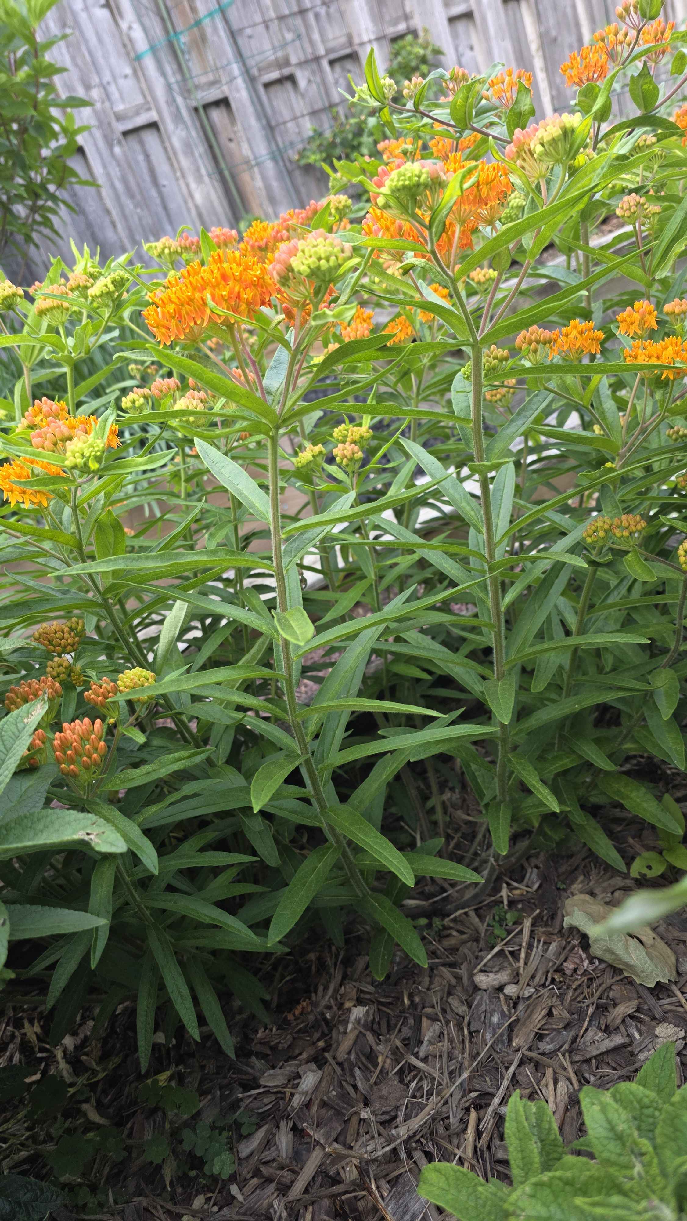Orange milkweed stems with open blooms and many green and orange buds