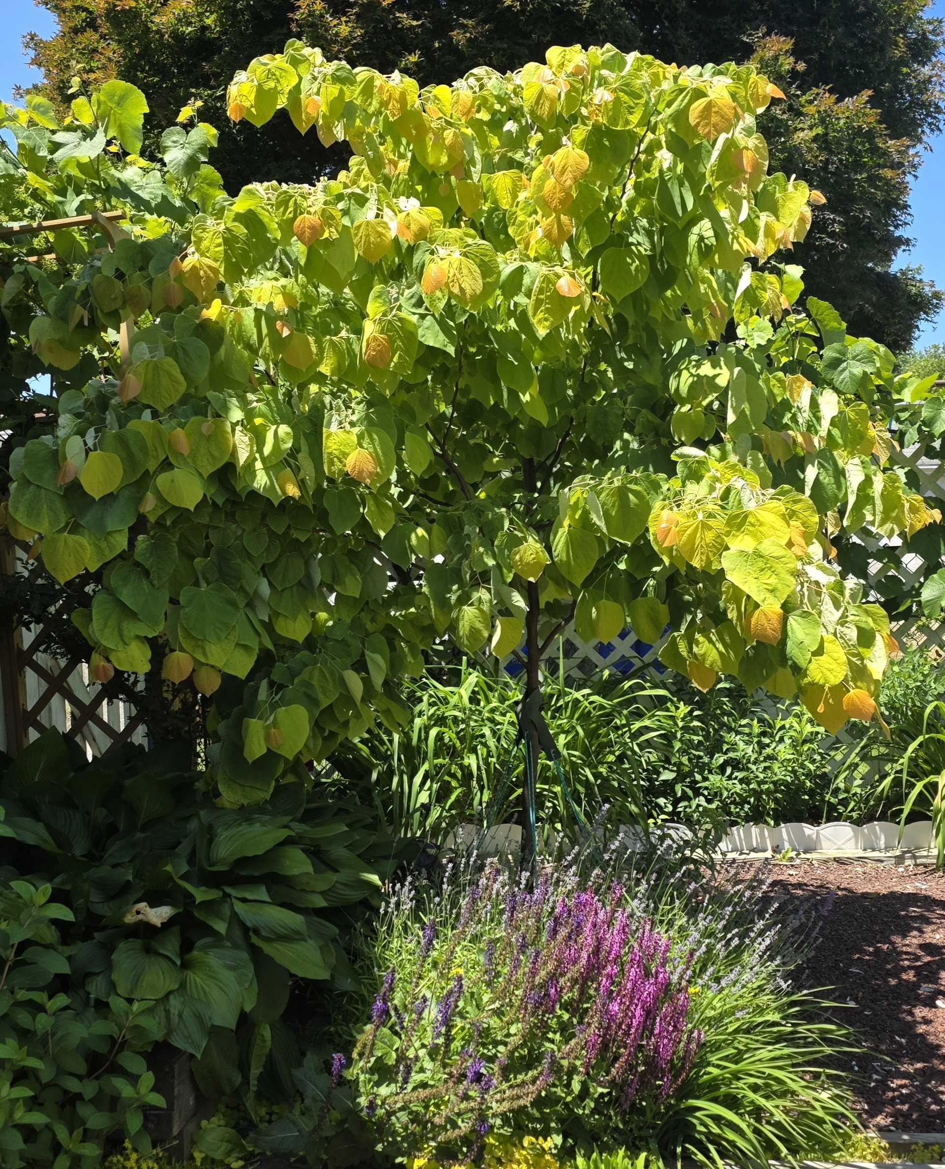 Rising Sun redbud canopy glowing yellow green over the late spring garden