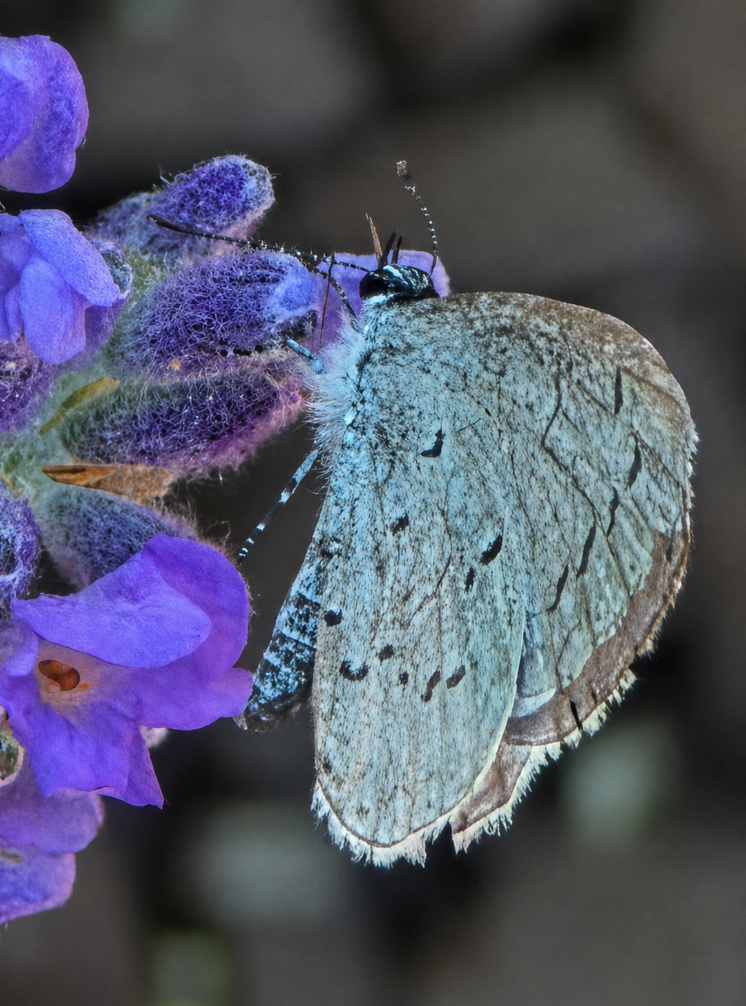 Close side view of a small blue butterfly on catmint buds
