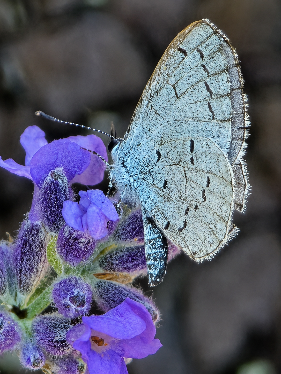 Small blue butterfly close-up feeding on purple catmint flowers