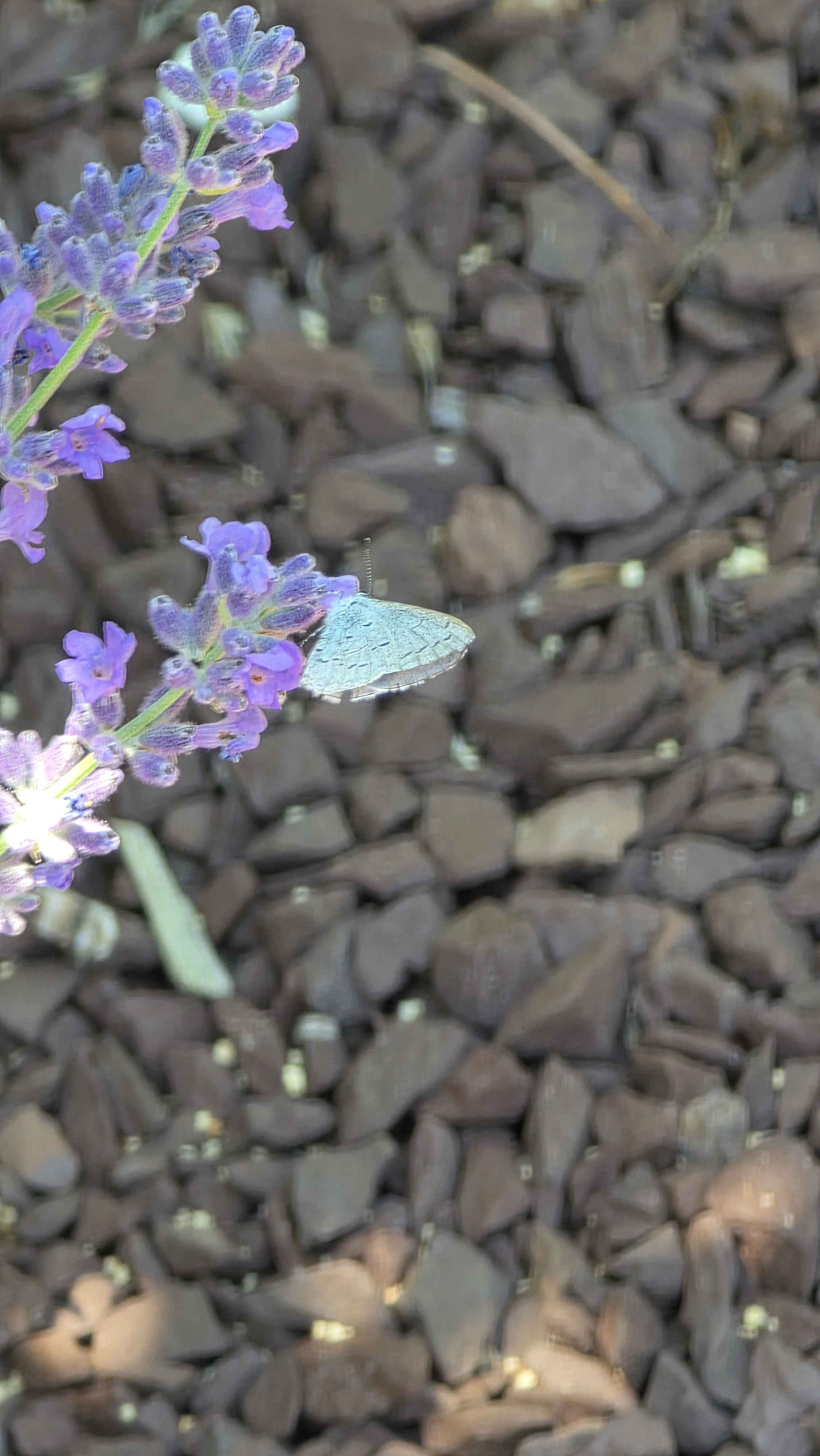 Small blue butterfly on purple catmint flowers above brown mulch